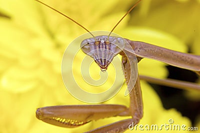 Chinese Mantid on Mums 702195 Stock Photo