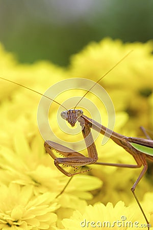 Chinese Mantid on Mums 702183 Stock Photo