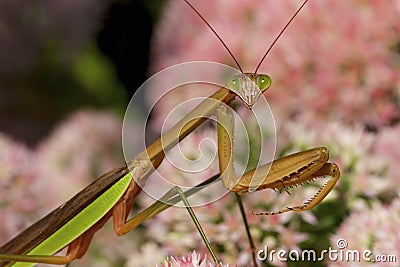 Chinese Mantid on Sedum 702050 Stock Photo