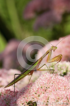 Chinese Mantid on Sedum 702020 Stock Photo