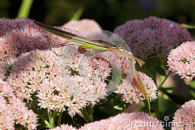 Chinese Mantid on Sedum 701990 Stock Photo