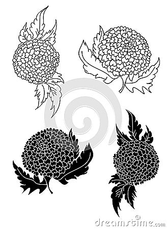 Marigold coloring book vector for tattoo design isolate on white background. Vector Illustration