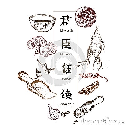 Chinese medicine, herbs and plants, zhen shen root vector illustration banner. Alternative medicine. Vector Illustration