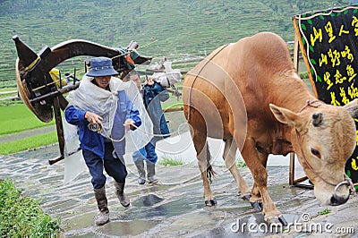 Chinese Miao nationality farmer with buffalo Editorial Stock Photo