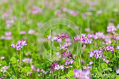 Milk vetch flowers blooming in cropland Stock Photo