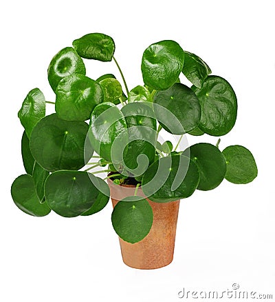 Chinese money plant or pancake plant, Pilea peperomioides, isolated over white Stock Photo