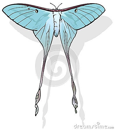 Chinese Moon Moth Vector Illustration