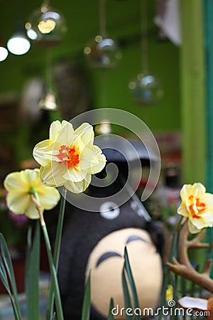Chinese narcissus Stock Photo