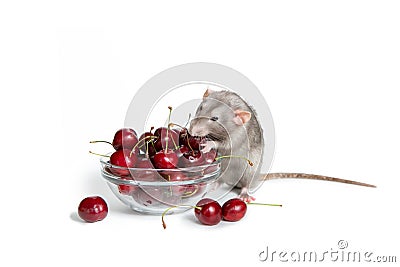 Chinese New Year. Charming dambo rat on a white isolated background eats a sweet cherry. Cute pet. The symbol of 2020 Stock Photo