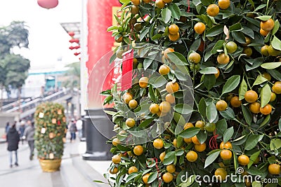 Chinese new year kumquat Stock Photo