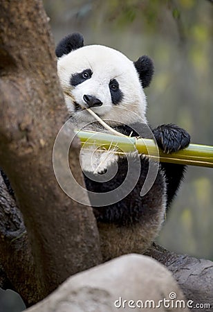 Chinese panda bear eating bamboo, china Stock Photo