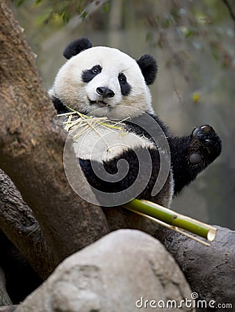 Chinese panda bear eating bamboo, china Stock Photo
