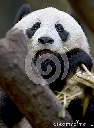 Chinese panda bear male juvenile eating bamboo Stock Photo