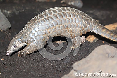 Chinese pangolin Stock Photo