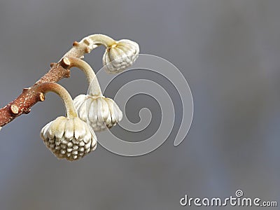 Chinese Paper Bush Branch with Buds Awaiting Springtime Stock Photo