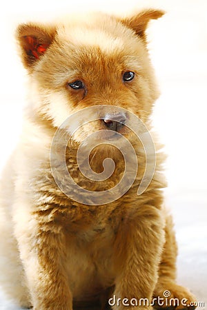 Lovely Chinese pastoral dog cubs Stock Photo