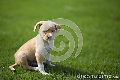 Chinese pastoral dog Stock Photo