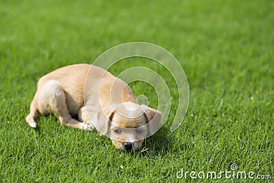 Chinese pastoral dog Stock Photo