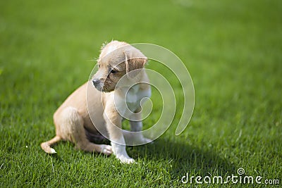 Chinese pastoral dog Stock Photo