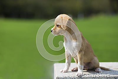 Chinese pastoral dog Stock Photo