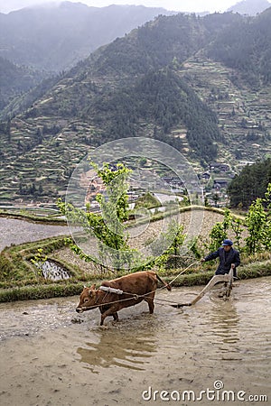 Chinese peasant cultivates land in flooded ricefield using red c Editorial Stock Photo