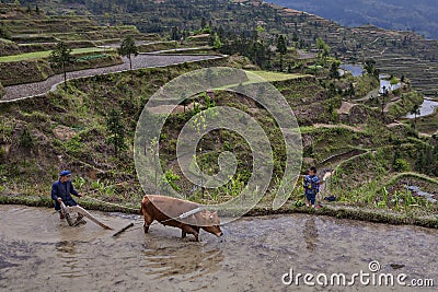 Chinese peasant plowing rice field, using power of red buffalo. Editorial Stock Photo