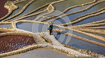 Chinese peasant is walking along the edge of a rice field. Editorial Stock Photo