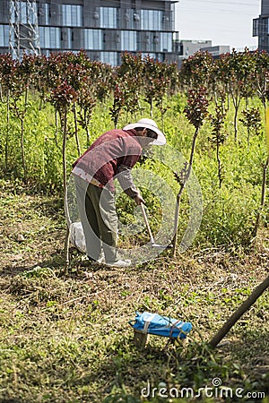 Chinese peasant woman weeding at the farm Editorial Stock Photo