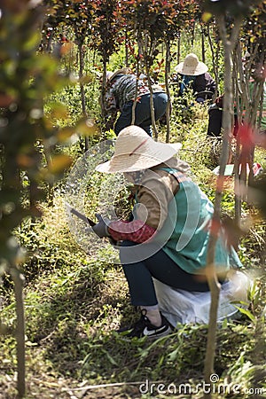 Chinese peasant woman weeding at the farm Editorial Stock Photo