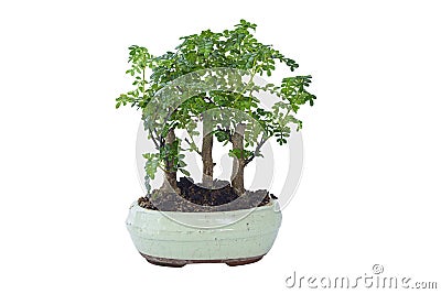 Chinese pepper bonsai over white Stock Photo