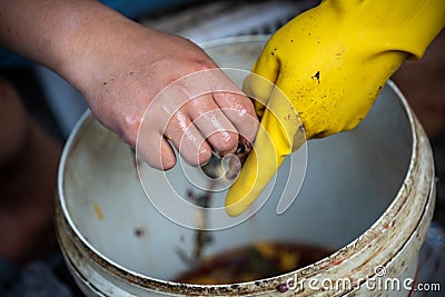 Chinese person peeling skin off live frogs Stock Photo