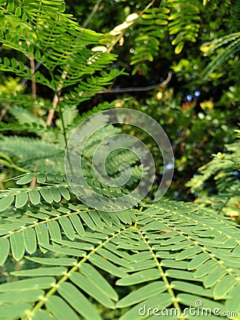 Aestetic petai tree leaves Stock Photo