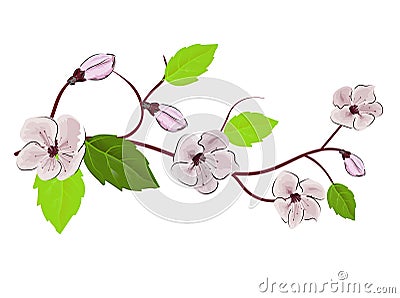 Chinese pink illustration on white background. Cherry blossom branch. Sakura vector flower. Realistic illustration. Cherry tree Vector Illustration