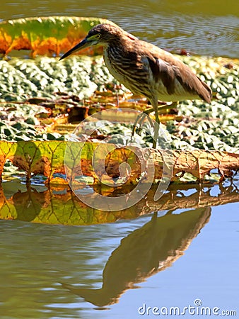 Chinese Pond-Heron with lian Stock Photo