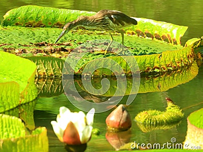 Chinese Pond-Heron with lian Stock Photo