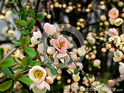 Chinese quince tree in bloom 3 Stock Photo