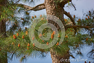Chinese red pine tree growing outdoors in nature during spring on a clear summer day. Closeup of pinecones budding on a Stock Photo