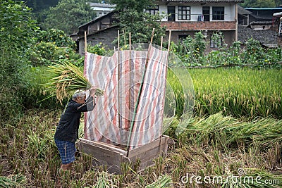 Chinese rice is traditionally harvested Editorial Stock Photo