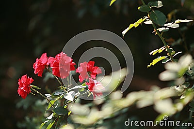 Chinese rose Stock Photo