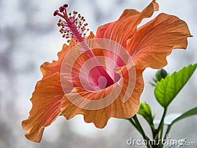Chinese rose. Flowering Stock Photo