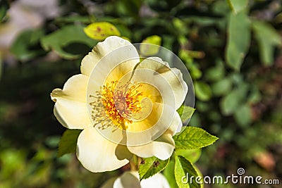 Chinese rose Golden Wings Stock Photo