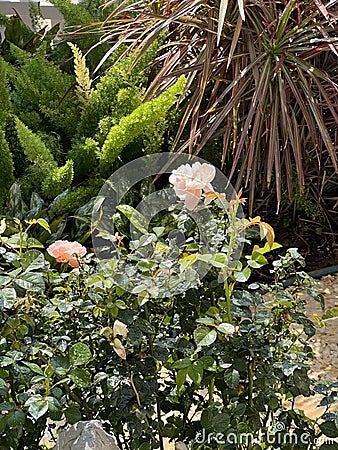 Chinese rose growing in the green plants in the park Stock Photo