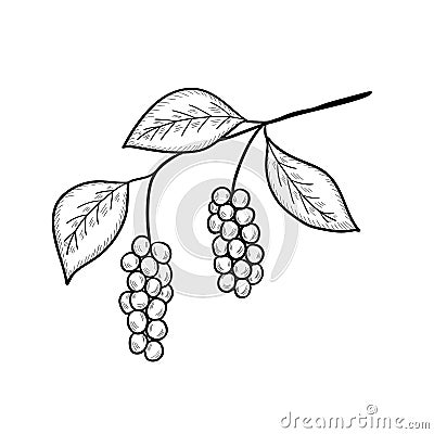 Chinese Schisandra mon Vector Illustration