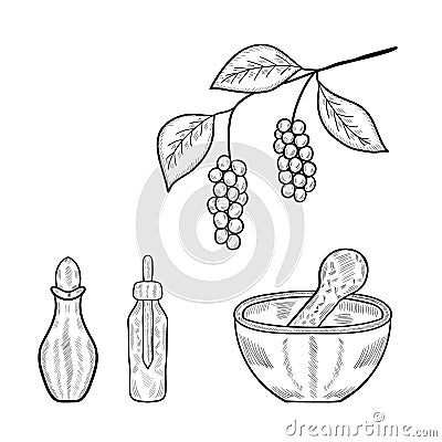 Chinese Schisandra, set mortar 4 Vector Illustration