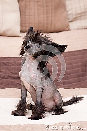 Chinese shaggy dog Stock Photo