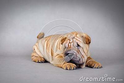 Chinese Shar pei puppies portrait Stock Photo