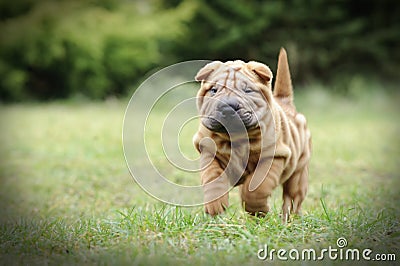 Chinese Shar pei puppy portrait Stock Photo