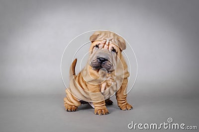 Chinese Shar pei puppy portrait Stock Photo