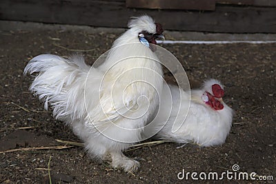 Chinese silk chicken farm Stock Photo