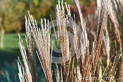 Chinese silver grass in the garden Stock Photo